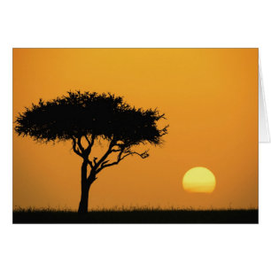 Cartão Árvore única de Acácia silhuetada ao nascer do sol