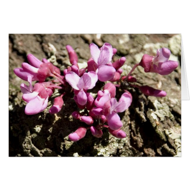 Cartão Árvore vermelha do botão (Frente horizontal)