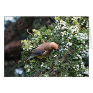 Cartão Árvore & Waxwing de cedro