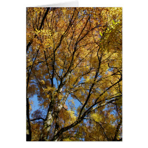 Cartão Árvores coloridas no outono