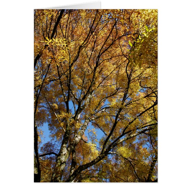 Cartão Árvores coloridas no outono (Frente)