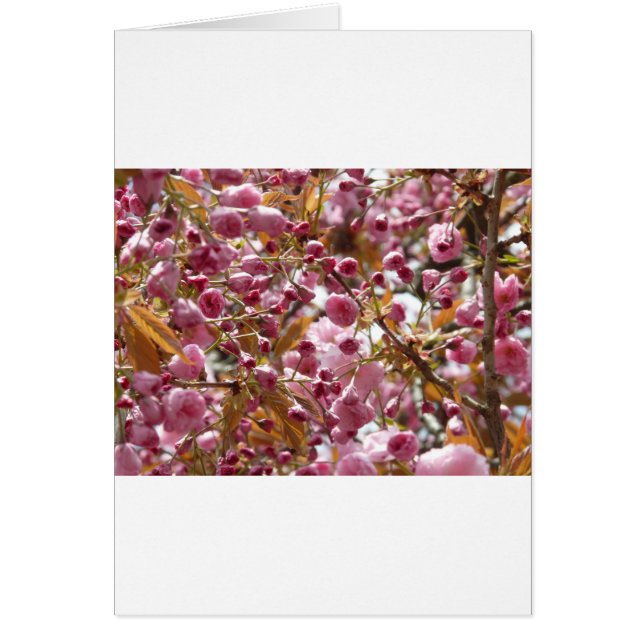 Cartão Árvores de Cereja Japonesas (Frente)