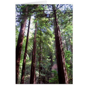 Cartão Árvores de Sequoia
