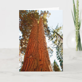 Cartão Árvores de Sequoia Casal Fiéis, Yosemite