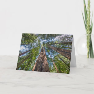 Cartão Árvores de Sequoia   Condado de Marin, Califórnia