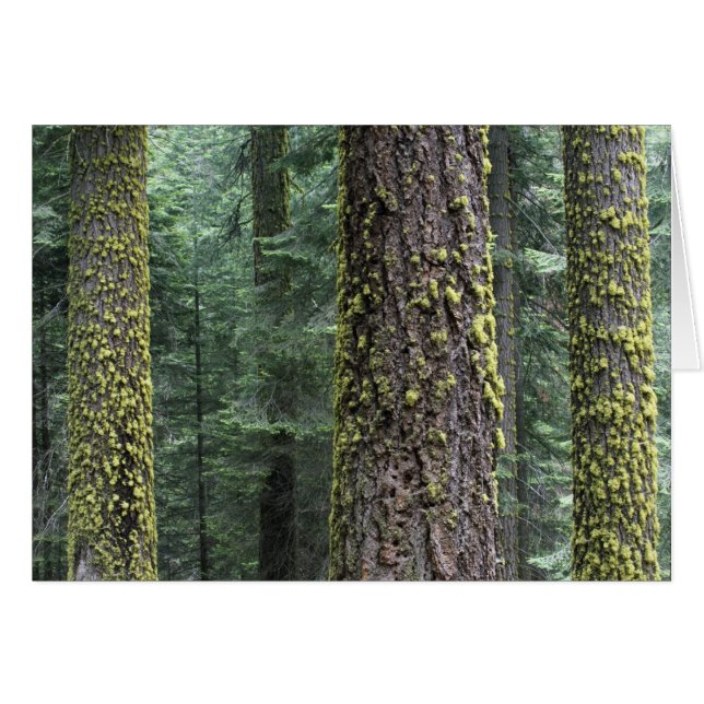 Cartão Árvores de sequóia gigante na floresta, Sequoia e (Frente Horizontal)