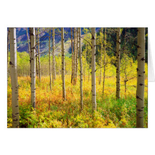 Cartão Árvores em outono nas Rockies