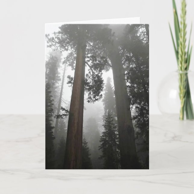 Cartão Árvores gigantes de sequoia na porca, CA (Frente)