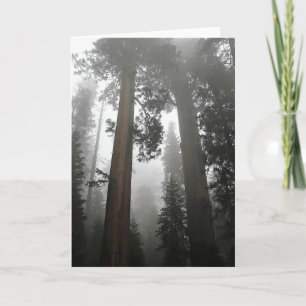 Cartão Árvores gigantes de sequoia na porca, CA