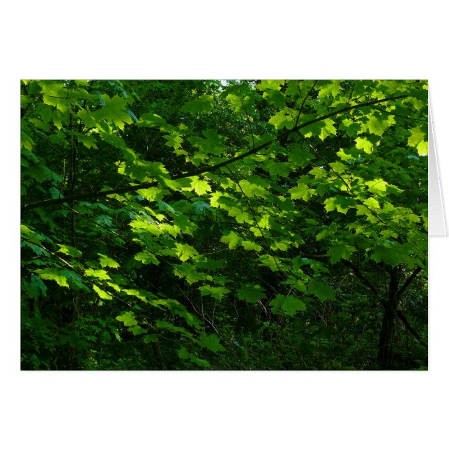 Cartão Árvores na Primavera. Bute Park, Cardiff. Gales (Frente Horizontal)