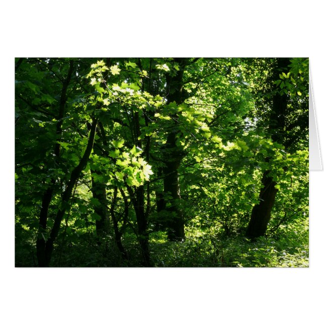 Cartão Árvores na Primavera. Bute Park, Cardiff. Gales (Frente Horizontal)