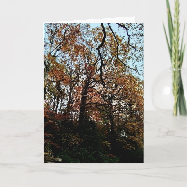 Cartão Árvores, no banco (Frente)