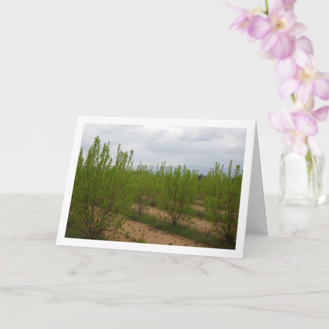 Cartão Árvores Persimmon na Primavera Card (Orquídea)