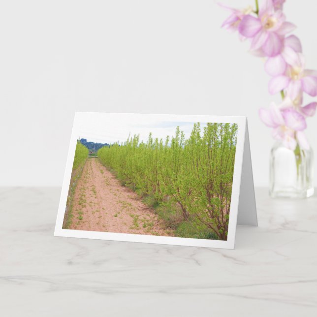 Cartão Árvores Persimmon na Primavera Card (Orquídea)