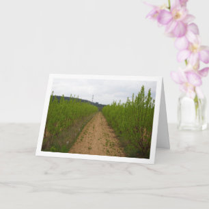 Cartão Árvores Persimmon na Primavera Card