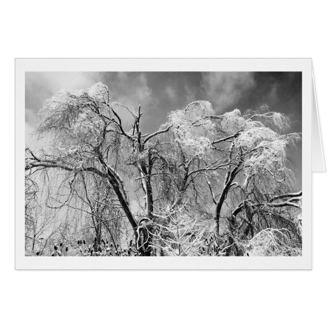 Cartão árvores vestem inverno (Frente Horizontal)