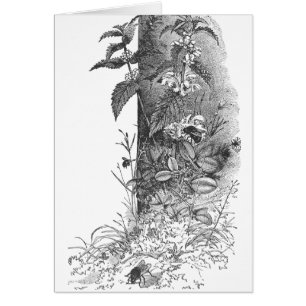 Cartão As abelhas freqüentam a hortelã de florescência