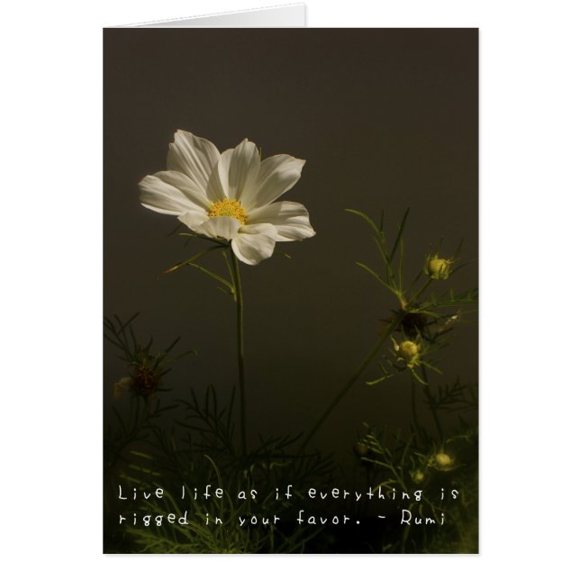 Cartão As aventuras surpreendentes de Amelia (Frente)