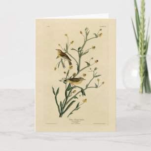 Cartão As Aves da América do Yellow Red-Poll Warbler Audu