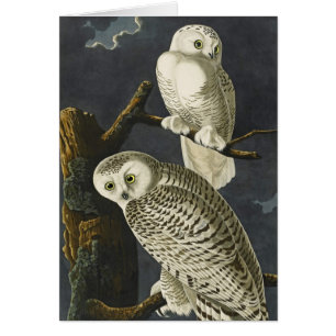 Cartão As corujas nevado de Audubon