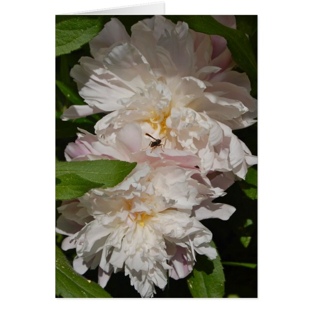 Cartão As donas (Frente)