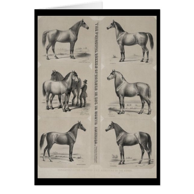 Cartão As principais raças de cavalos em uso (Frente)
