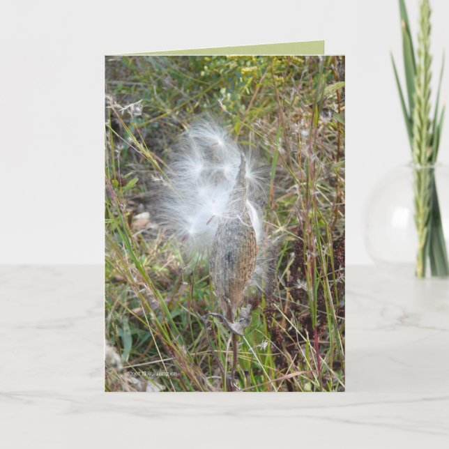 Cartão As sementes voam (Frente)