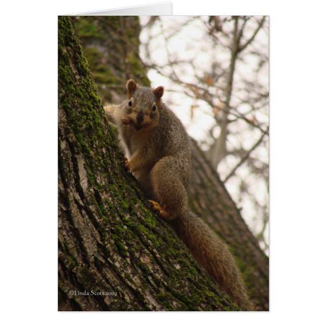 Cartão Às vezes você sente como uma porca! (Frente)