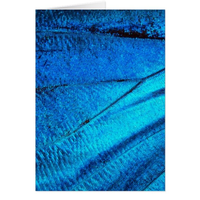 Cartão Asa Azul Iridescente da Borboleta (Frente)