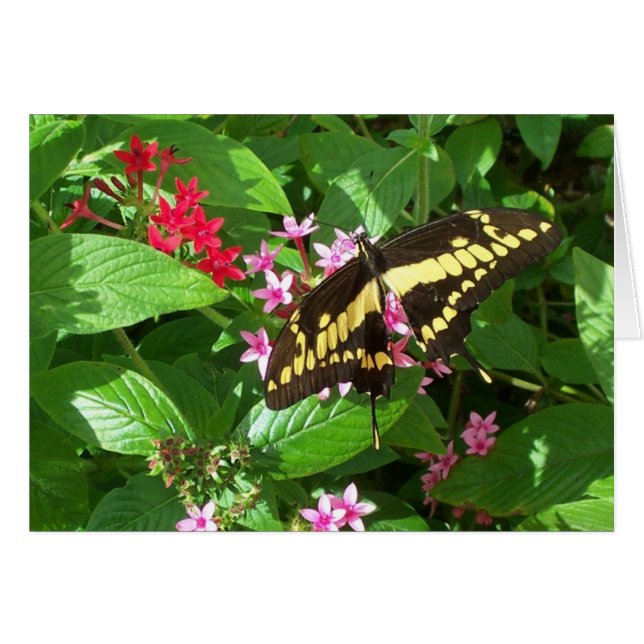 Cartão Asas Negrito (Frente Horizontal)