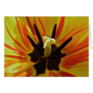 Cartão Ascendente próximo da tulipa