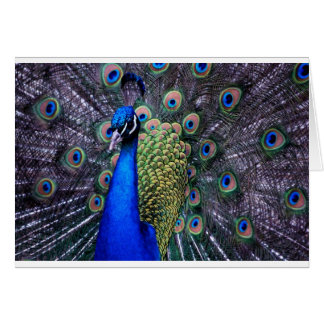 Cartão Ascendente próximo do pavão