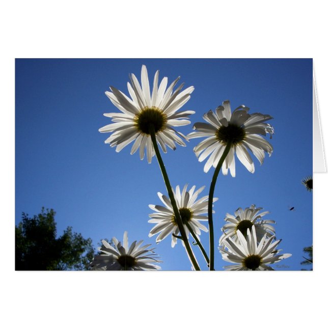 Cartão Ascensão do Daisies (Frente Horizontal)