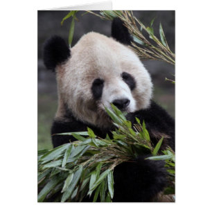 Cartão Ásia, China Chongqing. Panda Gigante