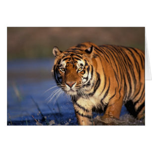 Cartão ÁSIA, Índia, Tigre-de-bengala (Panthera tigris)