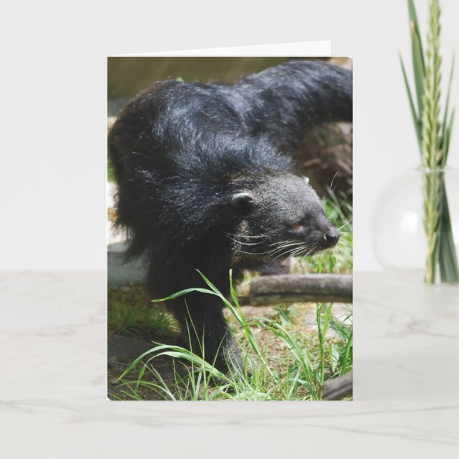 Cartão Asian Bearcat Greeting Card (Frente)