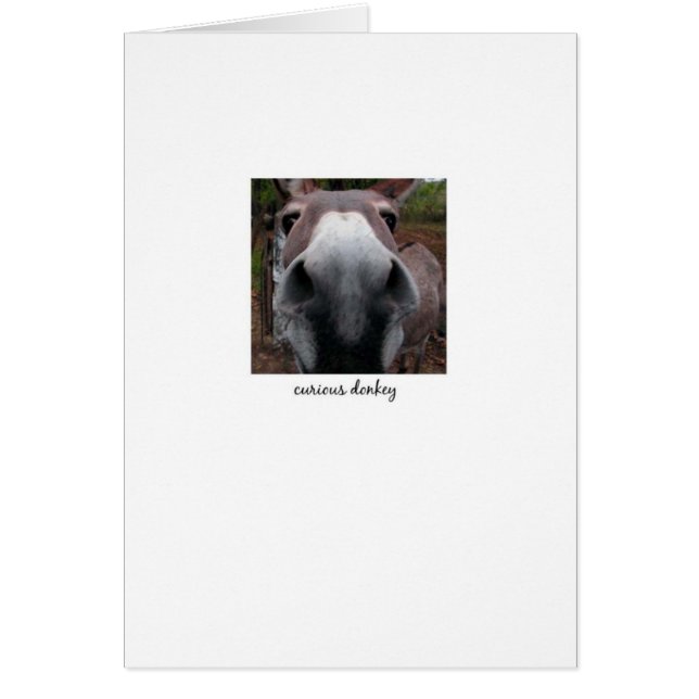 Cartão Asno curioso (Frente)