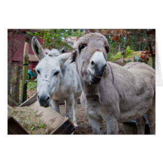Cartão Asno engraçado