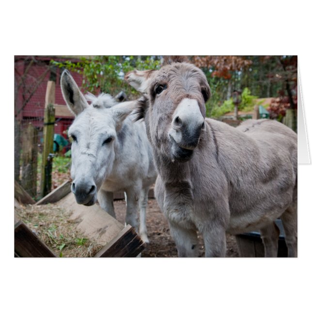 Cartão Asno engraçado (Frente Horizontal)