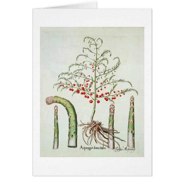 Cartão Aspargo comum na flor e na fruta, do 'Ho (Frente)