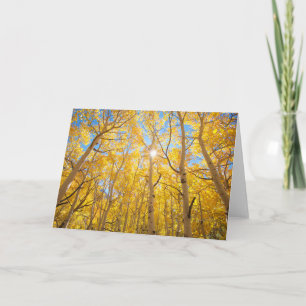 Cartão Aspen Árvores   Serra Nevada, CA