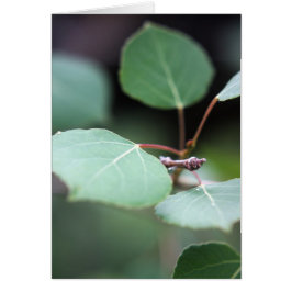 Cartão Aspen Fechar