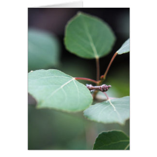 Cartão Aspen Fechar