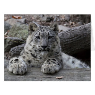 Cartão Assento de Cub do leopardo de neve