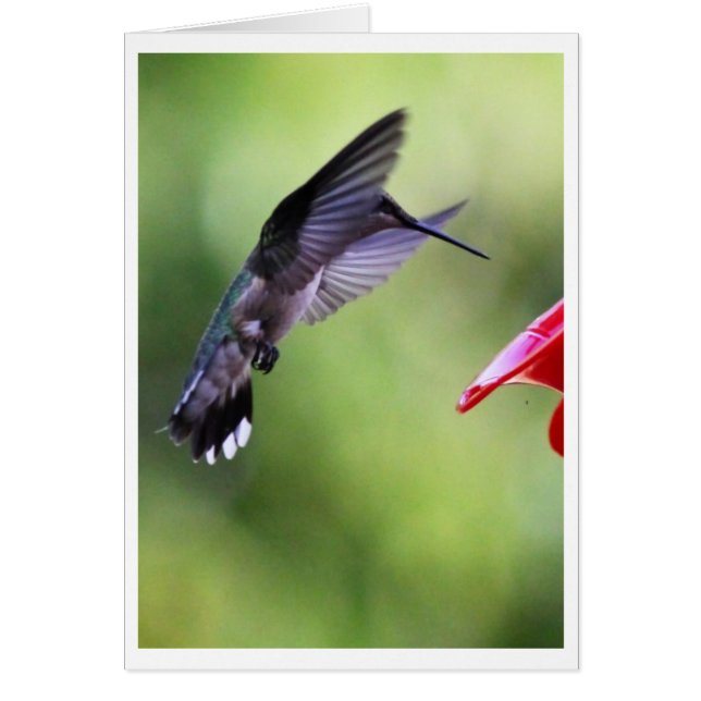 Cartão Assistente de Bebê Hummingbird (Frente)