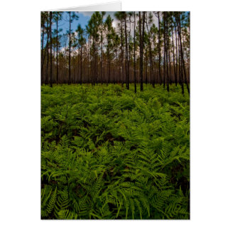 Cartão Assoalho da samambaia