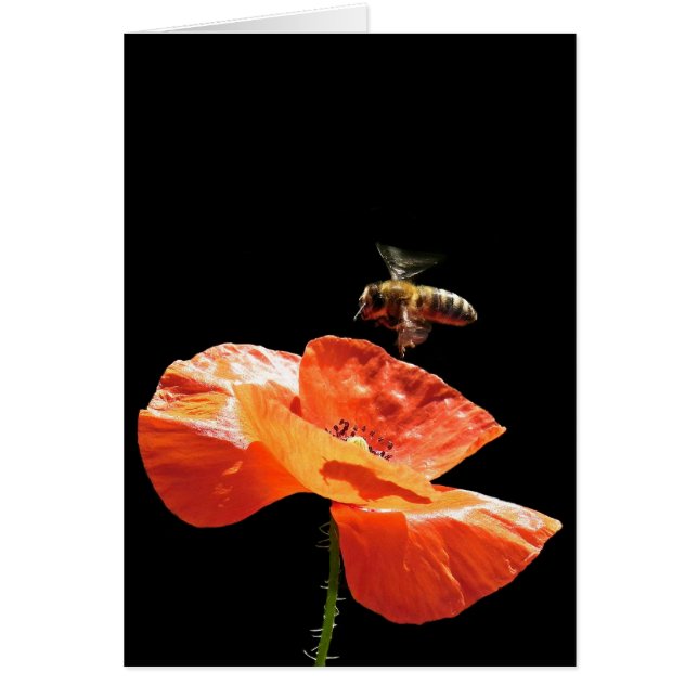 Cartão Assomo em flor de papoila (Frente)