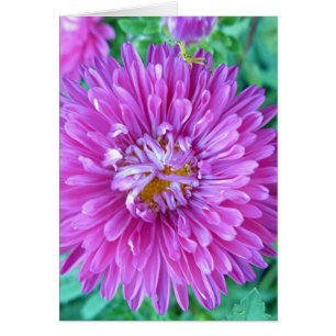 Cartão Aster com aranha caranguejo