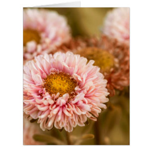 Cartão Aster vermelho e branco da China