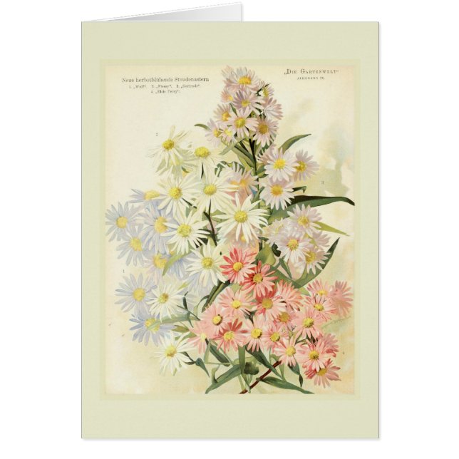 Cartão Ásteres (margarida de Michaelmas) (Frente)